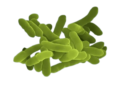 Bacillus Coagulans