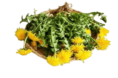 Dandelion Root