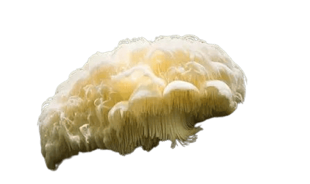 Lion's Mane Mushroom